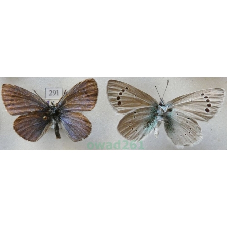 Glaucopsyche alexis (Poda, 1761) 2xmale Modraszek aleksis Bulgaria29l